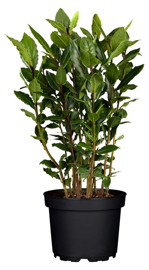 Vavrín pravý s lesklými, tmavozelenými listami v interiéri