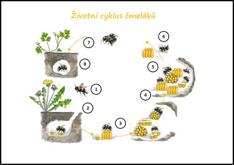 Ilustrácia znázorňujúca cyklus života živočícha s fázami rozmnožovania.