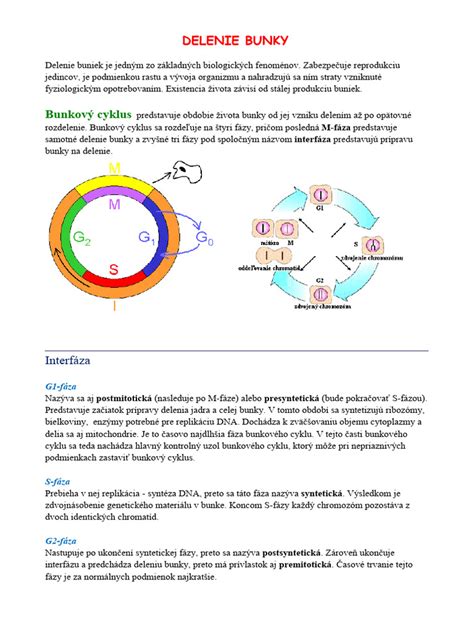 Diagram znázorňujúci rôzne formy nepohlavného rozmnožovania, ako je delenie, pučanie a fragmentácia.