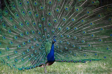 Obrázok znázorňujúci sexuálny dimorfizmus u vtákov, napríklad páv s výrazným chvostom.