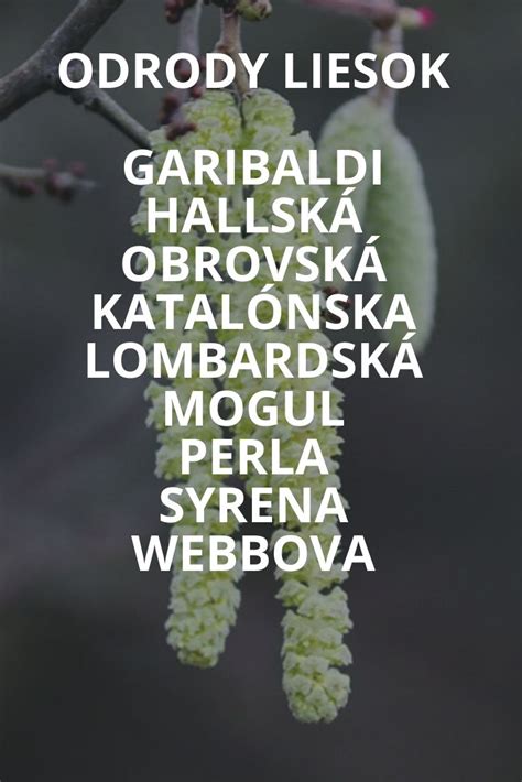 Infografika zobrazujúca správnu vzdialenosť výsadby liesok