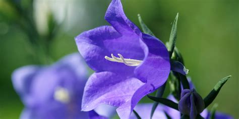 rôzne druhy zvončekov v záhradnom prostredí