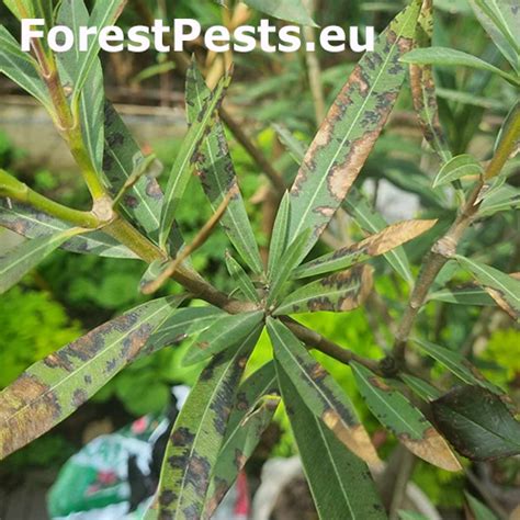 Detail listov oleandra napadnutých škodcami