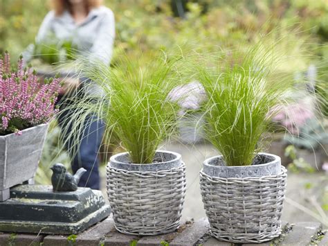 Oleander pestovaný v nádobe na terase