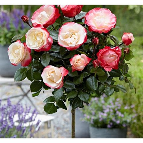 Ilustrácia ruže na kmienku s detailmi korunky a kmeňa