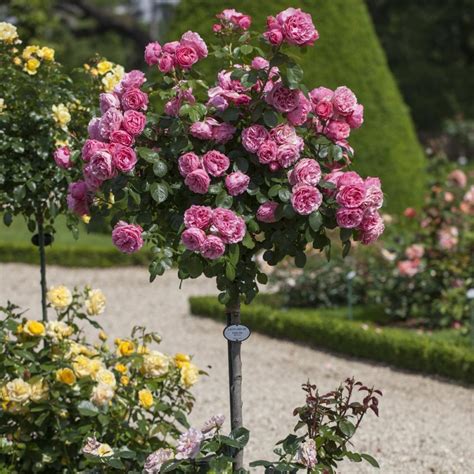 Schéma strihania korunky ruže na kmienku s vyznačenými očkami