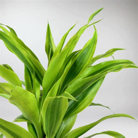 Detail kvetu Dracaena sanderiana