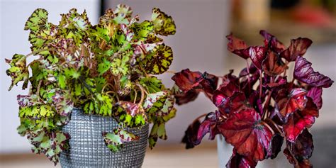 Koláž fotografií rôznych druhov begónií: kráľovská, vždykvitnúca, hľuznatá, koralová