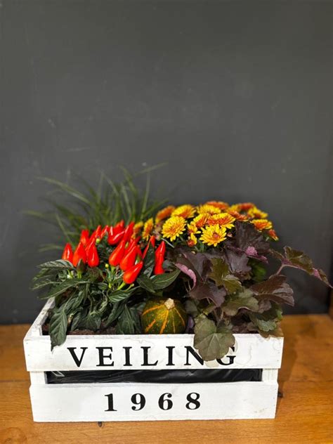 Fotografia predpestovaných hľúz begónií v debničke