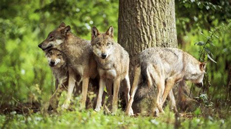 ilustrácia vlka dravého v jeho prirodzenom prostredí