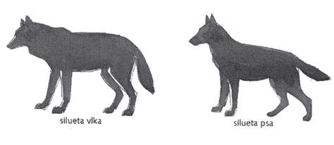 porovnanie genetického profilu vlka a psa