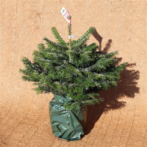 Ilustrácia klíčiaceho semienka citrusu v kvetináči