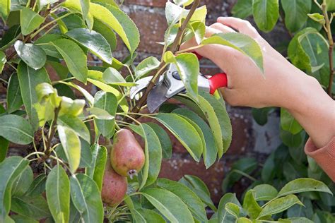 Detail vrúbľovania citrusového stromčeka