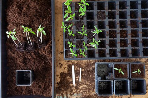 proces pikírovania paradajkových sadeníc do samostatných kvetináčov