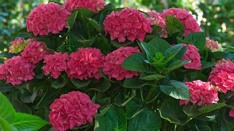 Ilustrácia rastliny melóna s charakteristickými listami, kvetmi a plodmi.