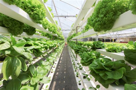 Detailná schéma tvarovania rastliny melóna pre vertikálne pestovanie.