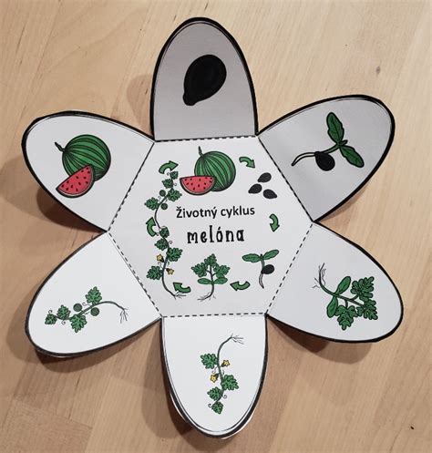 Ilustrácia ručného opeľovania kvetu melóna pomocou samčieho kvetu.