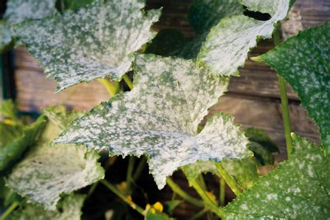 Ilustrácia rôznych chorôb melónov, ako sú múčnatka a antraknóza.