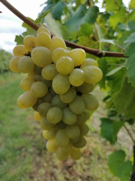 Ilustračná fotografia veľkých, žltozelených strapcov hrozna odrody Vostorg