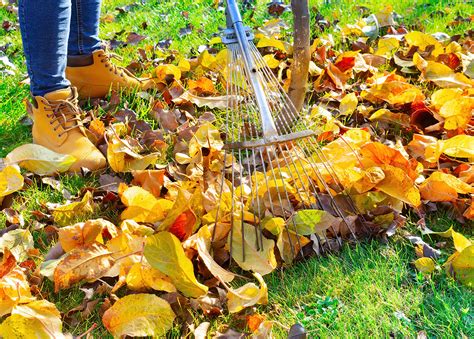 Opadané lístie na trávniku