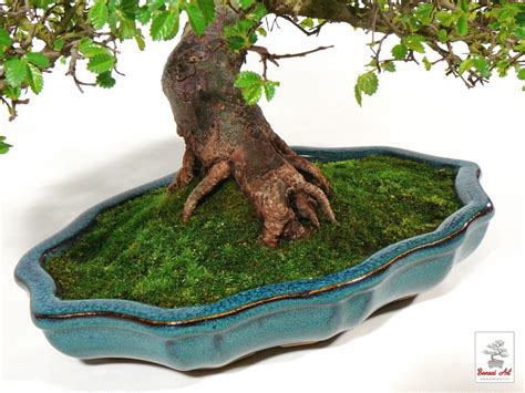 Bonsaj z hlohyne v tradičnej keramickej miske