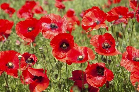 Rôznofarebné kvety okrasného maku