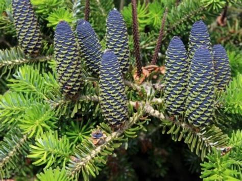 Ilustračná fotografia jedle kórejskej s typickými modrofialovými šiškami