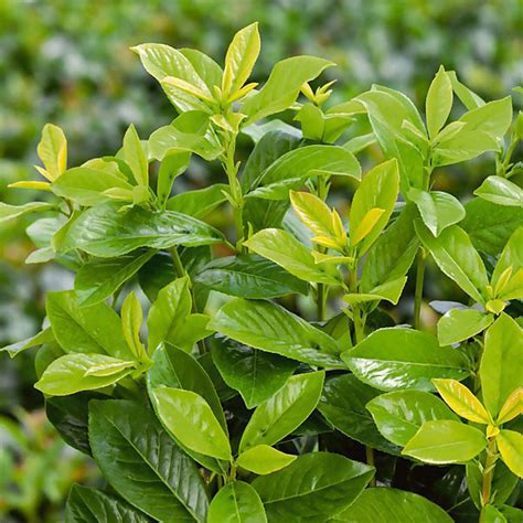 Vavrínovec lekársky kultivár Baumgartner