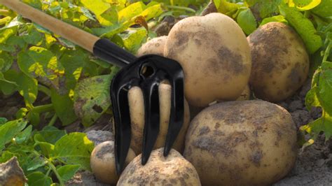 Zemiaky pripravené na zber po odkvitnutí rastliny