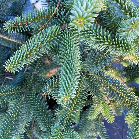 Majestátny vzhľad jedle normandskej s charakteristickou kužeľovitou korunou a hustými ihlicami