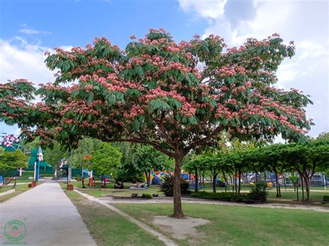 široký záber stromu Albízia julibrissin s charakteristickou dáždnikovitou korunou