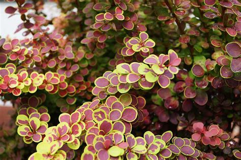 ker dráča Thunbergov 'Harlequin' s farebnými listami