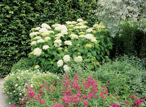 skupina rôznych druhov hortenzií v záhrade