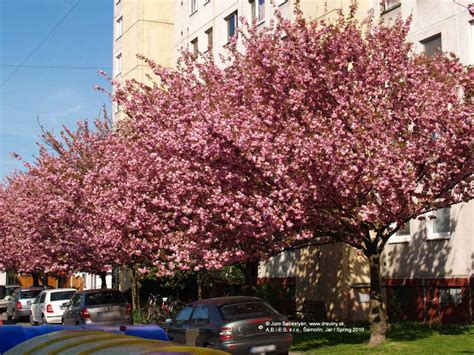 strom okrasnej čerešne s ružovými kvetmi na jar