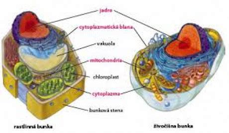 štruktúra rastlinnej bunky s vyznačeným procesom delenia
