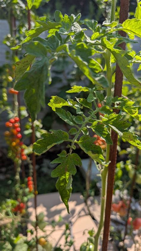 Ilustrácia múčnatky na listoch paradajky