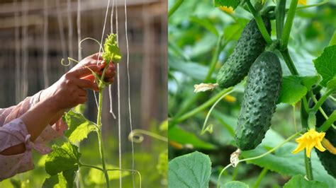 Ilustrácia zdravej rastliny uhorky