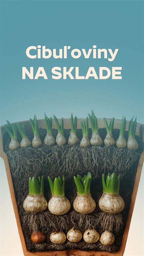 Schéma prípravy výsadbovej jamy s drenážou pre cibuľoviny.