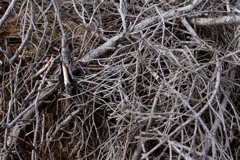 Ilustrácia znázorňujúca presahujúce konáre zo stromu na susedný pozemok