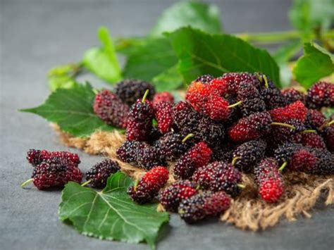 Ilustrácia listov a plodov moruše čiernej