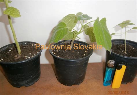 Porovnanie stromu orecha vypestovaného zo semena (veľký, neskoro rodiaci) a štepeného stromu (kompaktnejší, skôr rodiaci).