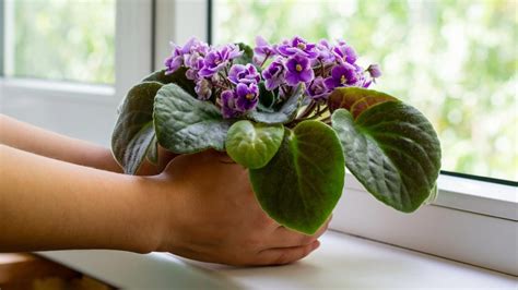 Správne polievanie afrických fialiek - do misky a vlažnou vodou