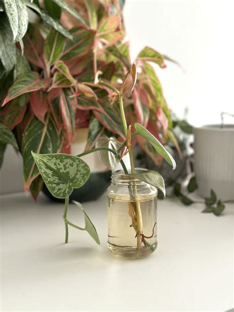 Listový odrezok africkej fialky pripravený na zakorenenie vo vode