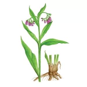 Ilustrácia zázvoru s listami a podzemkom