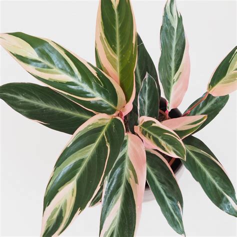 Rôzne štádiá rastu zázvoru, od semena/odrezku po rastlinu s listami