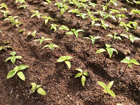 kompaktné odrody chilli papričiek na parapete