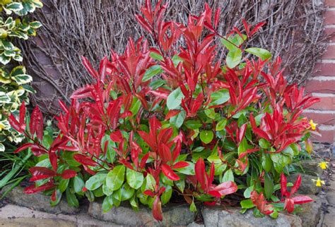 detail červených listov Photinie 'Red Robin'