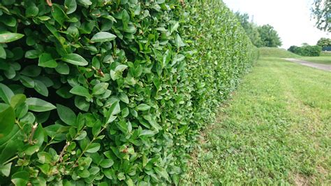 ukážka správneho tvarovania živého plota z Photinie