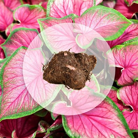 Detail hľúz Oxalisu pripravených na uskladnenie