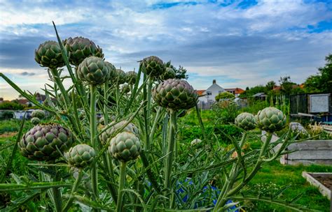 dekoratívna rastlina artičoky v záhrade
